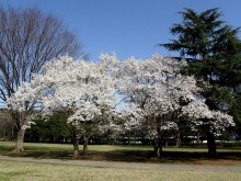 Magnolia japońska (Magnolia kobus) c4 zdjęcie 6