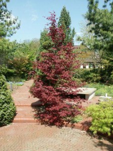 Klon palmowy czerwony Atropurpureum c2 zdjęcie 6