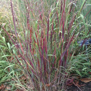 Proso rózgowate (Panicum virgatum) Heavy Metal zdjęcie 1