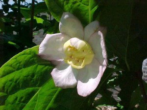 Kielichowiec chiński (Sinocalycanthus chinensis) zdjęcie 6