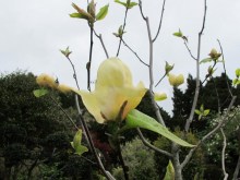 Magnolia Honey Tulip c5 zdjęcie 5