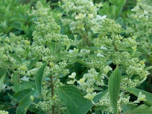 Hortensja bukietowa (Hydrangea) Levana c2 zdjęcie 5