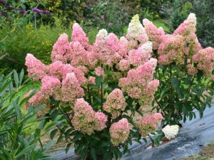 Hortensja bukietowa (Hydrangea) Fraise Melba c4 zdjęcie 6