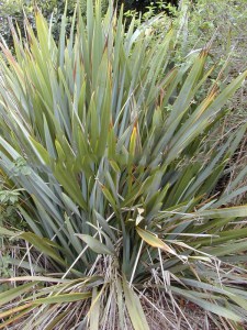 Len nowozelandzki, tęgosz mocny (Phormium tenax) zielonolistny 5