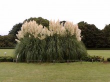 Trawa pampasowa biała (Cortaderia) trawy ozdobne zdjęcie 6