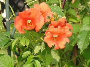 Milin pośredni (Campsis tagliabuana) Guilfoylei - roślina pnąca zdjęcie 3