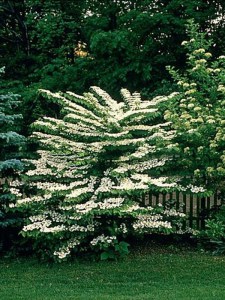 Kalina japońska (Viburnum plicatum) Watanabe sadzonka zdjęcie 8