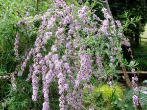 Budleja skrętolistna (Budleja alternifolia) zdjęcie 5