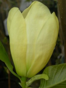 Magnolia Elizabeth szczepiona żółta c5 zdjęcie 3