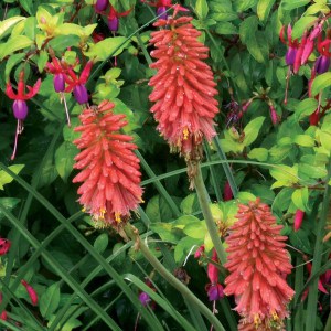 Trytoma (Kniphofia) Redhot Popsicle zdjęcie 6