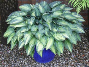 Funkia (Hosta) June zdjęcie 4