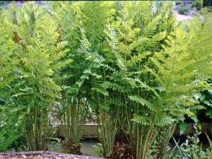 Długosz królewski (Osmunda regalis) Purpurascens c2 zdjęcie 6