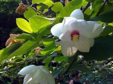 Magnolia Siebolda pachnąca c5 zdjęcie 5
