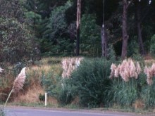 Trawa pampasowa różowa (Cortaderia) trawy ozdobne zdjęcie 5