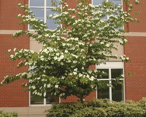 Dereń kousa (Cornus kousa) odmiana chińska c2 zdjęcie 5