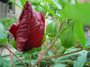 Hibiskus bylinowy (Hibiscus moscheutos) Fireball zdjęcie 5
