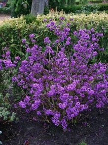 Pięknotka Bodiniera (Callicarpa) Profussion c1 zdjęcie 5