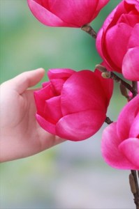 Magnolia Cleopatra c4 zdjęcie 1
