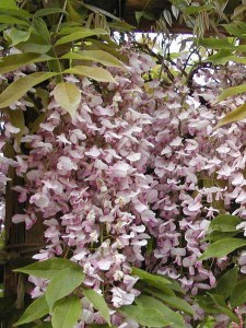 Glicynia kwiecista (Wisteria floribunda) Honbeni syn. Pink Ice zdjęcie 5