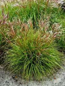 Miskant chiński (Miscanthus sinensis) Punktchen zdjęcie 6
