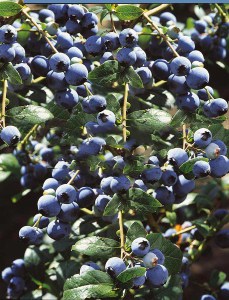 Borówka amerykańska Bluegold c1,5 zdjęcie 5