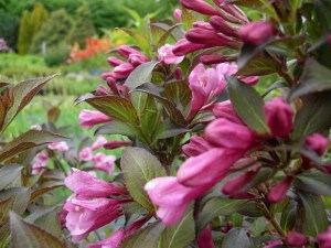 Krzewuszka (Weigela) Nana Purprea sadzonka zdjęcie 7