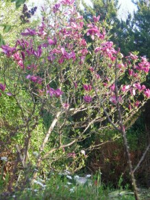 Magnolia Susan - kwitnie dwa razy w roku c5 zdjęcie 4