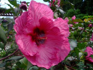 Hibiskus bylinowy (Hibiscus moscheutos) Plum Crazy zdjęcie 3