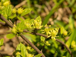 Kielichowiec wonny (Calycanthus floridus) Athens c5 zdjęcie 5