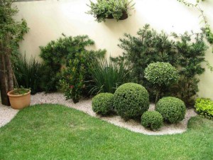 Bukszpan (Buxus sempervirens) c2 zdjęcie 6