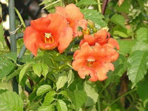 Milin amerykański (Campsis) Florida - roślina pnąca zdjęcie 6