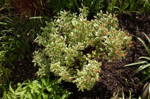 Pieris japoński (Pieris japonica) Little Heath c2 zdjęcie 5