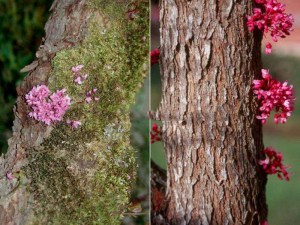 Judaszowiec kanadyjski (Cercis canad.) c1 zdjęcie 5