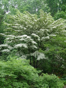 Dereń kousa (Cornus kousa) Milky Way c5 zdjęcie 6
