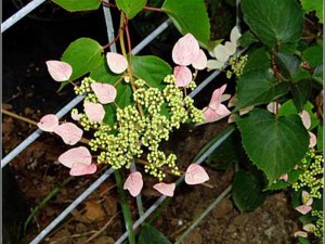Przywarka japońska ( Schizophragma) Rosea - pnącze do cienia zdjęcie 5
