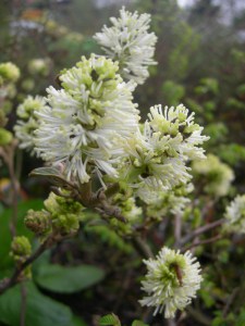 Fotergilla większa (Fothergilla major) zdjęcie 6