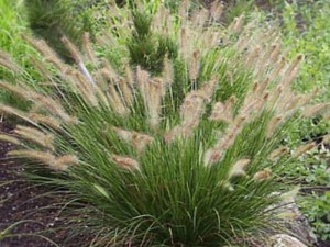 Trawa rozplenica japońska (Pennisetum) piórkówka Hameln zdjęcie 6