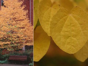 Grujecznik japoński (Cercidiphyllum japonicum) zdjęcie 4