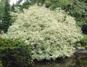 Dereń biały (Cornus alba) Elegantissima c2 zdjęcie 5