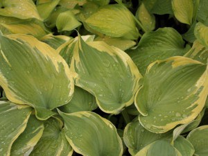 Funkia (Hosta) Earth Angel sadzonka zdjęcie 5