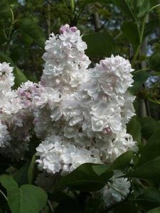 Bez - lilak pospolity (Syringa) Krasawica Moskwy zdjęcie 4
