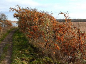 Rokitnik zwyczajny, pospolity (Hippophae rhamnoides) c2 zdjęcie 6