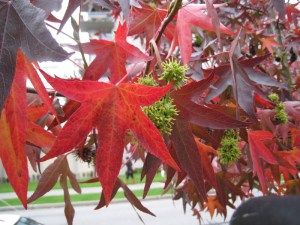 Ambrowiec amerykański (Liquidambar) c3 zdjęcie 4