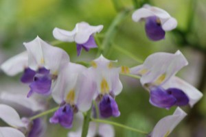 Glicynia, Wisteria formosa Issai (synonim Domino) zdjęcie 5