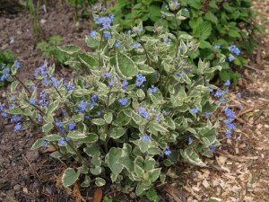 Brunera wielkolistna (Brunnera macrophylla) Variegata zdjęcie 6