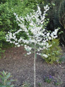 Judaszowiec kanadyjski (Cercis canadensis) Texas c5 zdjęcie 6
