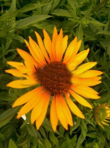 Jeżówka purpurowa (Echinacea) Big Kahuna zdjęcie 5