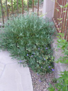 Barbula klandońska (Caryopteris clandonensis) Black Knight zdjęcie 7