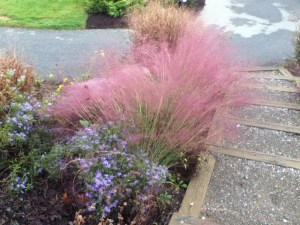 Muhlenbergia, Trawa włosowata (Muhlenbergia capilaris) zdjęcie 6