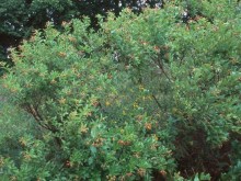 Guzikowiec (Cephalanthus occidentalis) zdjęcie 5